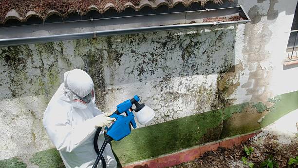 Trusted Mold Remediation service in Williamsport, PA - Cheap Mold Removal